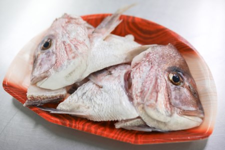 宿毛を代表する「真鯛」と「ブリ」のしゃぶしゃぶ鍋セット