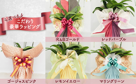 【選べるこだわり豪華ラッピング】赤平長持ち胡蝶蘭白花大輪3本立て (36輪以上) 胡蝶蘭 花 ギフト プレゼント お祝い 贈り物  インテリア 植物 マリングリーン