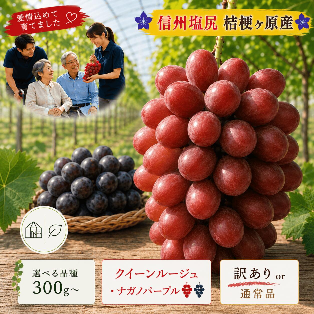 【ふるさと納税】【2026年先行予約】選べる訳あり!【 クイーンルージュ®300g ～ 2kg / ナガノパープル1 ～ 2kg】or 【通常品 クイーンルージュ®1.5kg】（9月中旬頃～10月末にかけて発送予定）｜クイーンルージュ® ナガノパープル ぶどう 葡萄 　フルーツ 塩尻市 長野県
