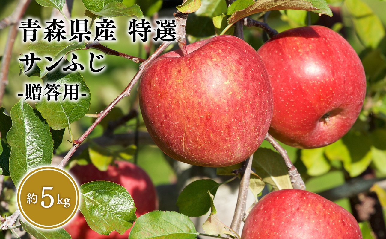 11月発送　特選　甚八りんごサンふじ5kg　【青森県 平川市 マルジンサンアップル】 11月発送 5kg