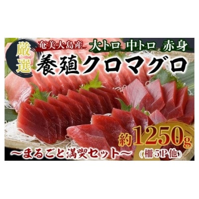 奄美大島産養殖クロマグロまるごと満喫セット(柵5P他)【配送不可地域：離島】【1402676】