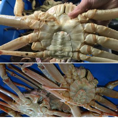 ふるさと納税 北栄町 鳥取県産　ボイル足折松葉ガニ特大(ボイル後900g〜1kgサイズ)　1枚 |  | 01
