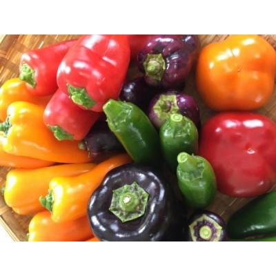 ふるさと納税 上川町 『旬なお野菜をお届け!』約10種類お野菜詰め合わせセットをお届けします!【岸田農園産】 |  | 01