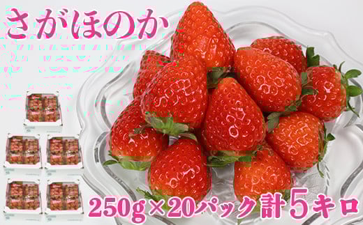 [1月発送]さがほのか 約5kg（約250g×20パック）／ いちご イチゴ 5kg 先行予約 1月 フルーツ 苺 ＜133-251＞