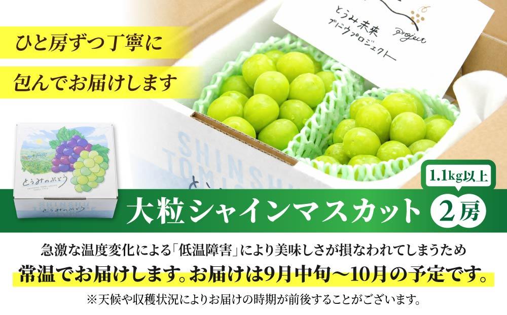 【先行受付2026年発送】シャインマスカット2房 1.1kg以上【秋お届け】｜JA信州うえだ農業協同組合 長野 先行予約 産地直送 ぶどう 贈答用 ギフト 2房 フルーツ 果物 おすすめ 厳選 種無し