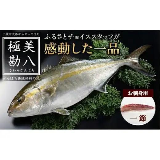 【 カンパチ 】 カンパチ 1節