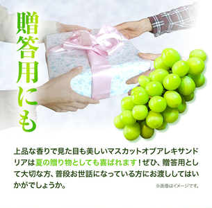 H-27　岡山県産マスカット（マスカット オブ アレキサンドリア　1房750g以上）令和6年産先行受付【配送不可地域あり】