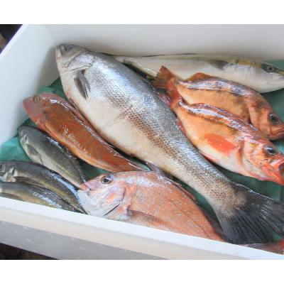 ふるさと納税 越前町 【越前港直送】朝獲れお魚詰め合わせ　　　　6種類 |  | 03