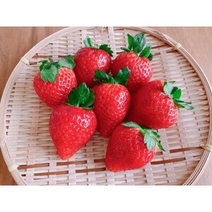 【2026年発送】長野県産  いちご 紅ほっぺ 4パック【約1kg~1.2kg】【配送不可地域:離島】【1603741】