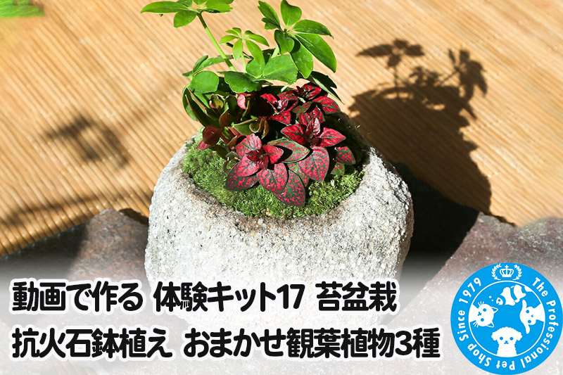 
動画で作る 体験キット17 苔盆栽 抗火石鉢植え おまかせ観葉植物3種

