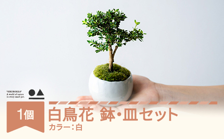 【鉢皿色・白】 白鳥花 ハクチョウゲ 0.35kg 盆栽 植物 石木花 sw-bohkx380 ※沖縄・離島への配送不可