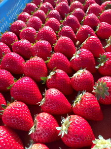 【先行予約】栃木県芳賀町産いちご とちあいか290g(7～12粒)×2トレイ | 果物 フルーツ いちご 苺 イチゴ とちあいか ブランド 期間限定 季節限定 旬 国産※2026年1月上旬～4月下旬頃