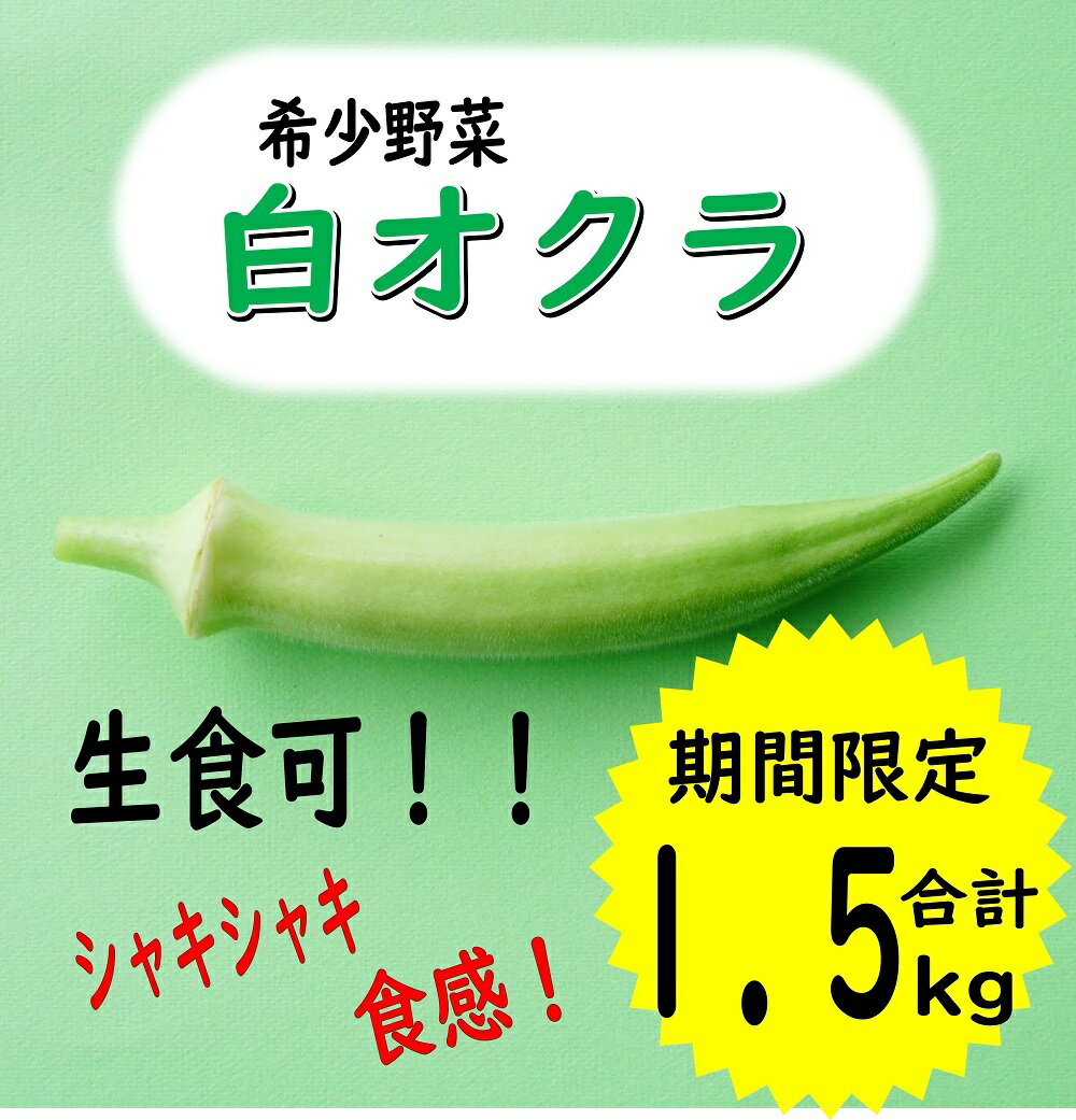 【ふるさと納税】白オクラ おくら 1.5kg 季節限定 希少野菜 (1068)