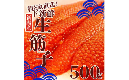 令和6年産 生筋子 500g【 いくら 鮭 生いくら 海鮮 鮮魚 朝どれ 朝採れ とれたて 国産 新潟県産 お正月 おせち 年末 年始 贈答 予約 いくら はらこ 筋子 J51 】