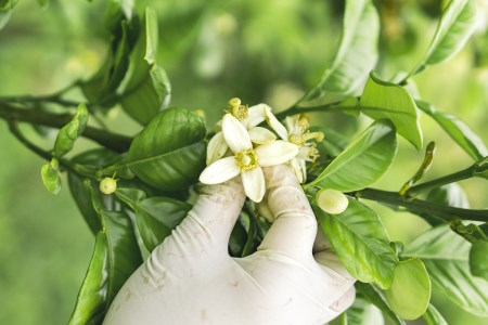 ポメロウォーター（1本 100ml）