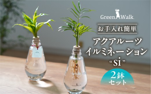 インテリア アクアルーツイルミネーション 2鉢セット 緑 グリーン 植物 簡単 初心者 かわいい 自然 おしゃれ Green Walk 愛知県 インテリア インテリア インテリア インテリア インテリア インテリア インテリア インテリア 2鉢セット インテリア 2鉢セット インテリア 植物 インテリア 植物 インテリア 豊橋 インテリア 豊橋 インテリア 2鉢セット インテリア 植物