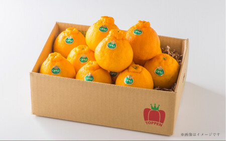 熊本県産 ハウス デコポン 約3kg 蜜柑 みかん 柑橘 果物 くだもの フルーツ 【2026年12月上旬発送開始】