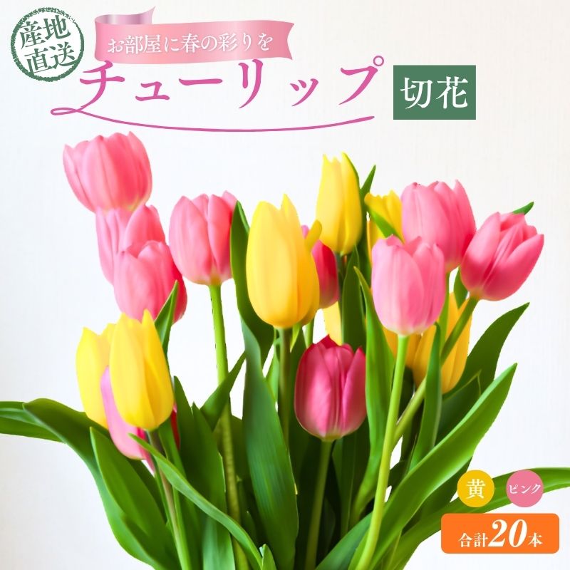 【ふるさと納税】フラワーファームしろねのチューリップ切花20本（黄・ピンク　各10本） 植物 花束 　お届け：2026年12月中旬～2027年3月下旬