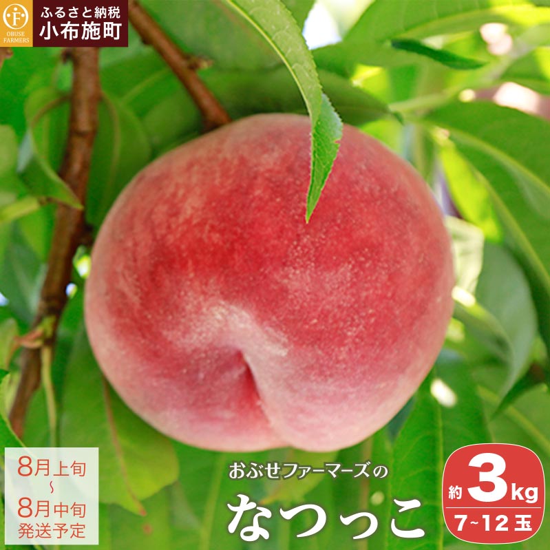 なつっこ 約3kg 7～12玉 ［おぶせファーマーズ］桃 もも モモ ピーチ フルーツ 果物 先行予約 長野県産 信州産 クール便 冷蔵便 産地 直送 お取り寄せ 産地直送 数量限定 送料無料 令和8年産【2026年8月上旬～中旬発送】