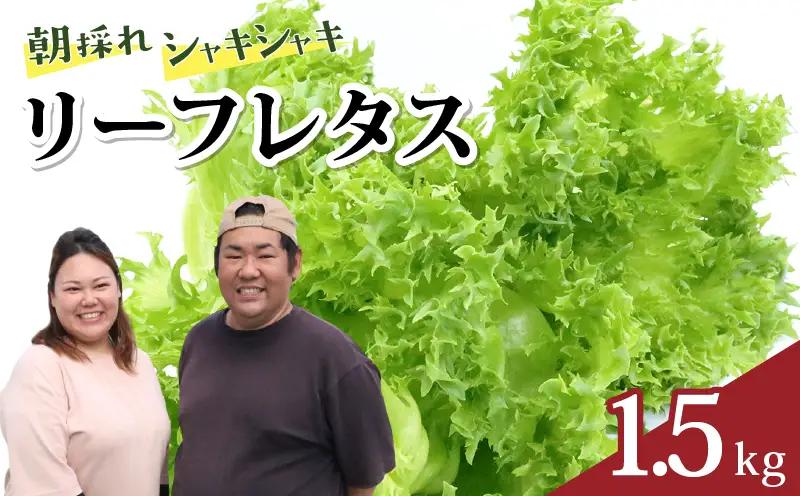レタス 1.5kg リーフレタス 高知産 フリルレタス