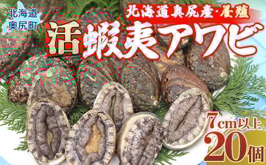 奥尻産活蝦夷アワビ（養殖）20個入り　70mm以上 【 ふるさと納税 鮑 あわび アワビ 蝦夷あわび 蝦夷アワビ 蝦夷鮑 活 活蝦夷アワビ 北海道 奥尻町 送料無料 】 OKUF005
