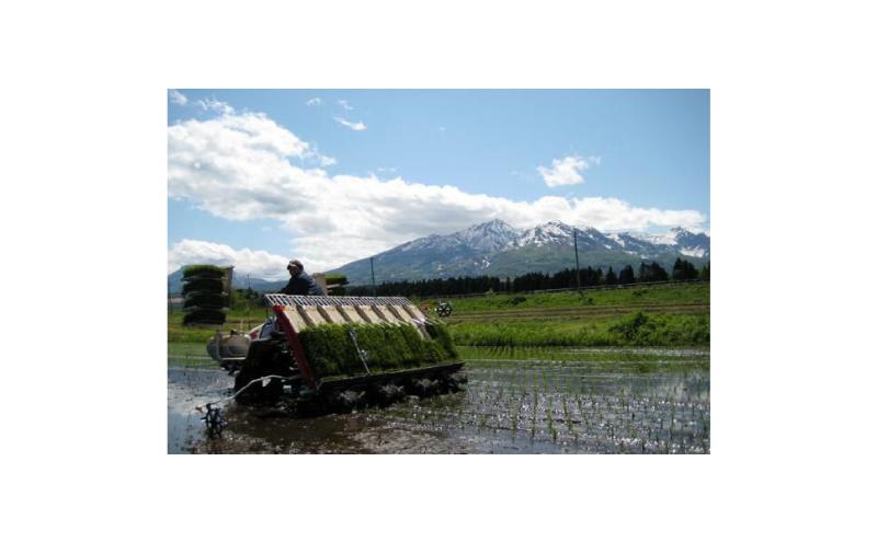 【令和7年産 | 無洗米 つきあかり】10月中旬より順次発送　無洗米　新潟県産つきあかり 5kg 上越市 米 こめ コメ お取り寄せ