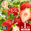 【ふるさと納税】 【 定期便 2回 】熊本県産 旬の いちご 約 1kg （250g ×4P） | フルーツ 果物 くだもの 苺 イチゴ 旬 定期 熊本 熊本県 玉名 玉名市