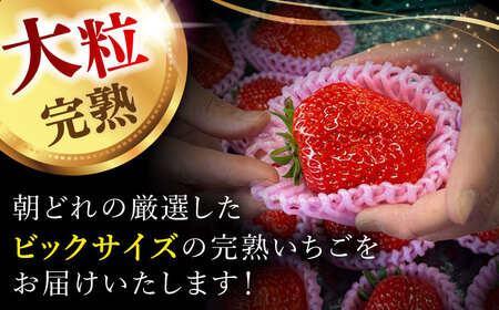 【先行予約】　超特大玉いちご 完熟 紅ほっぺ (350g×4パック) いちご 果物 フルーツ 愛西市/はしもと園芸[AECD002]