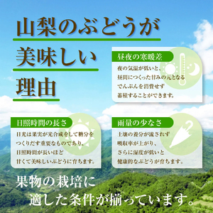 【2026年収穫分先行予約】 シャインマスカット 1.2kg ＼山梨県産 国産 ／ 特選 おすすめ 人気 予約 ギフト 産地直送 ぶどう 葡萄 果物 フルーツ くだもの シャイン マスカット お届け 
