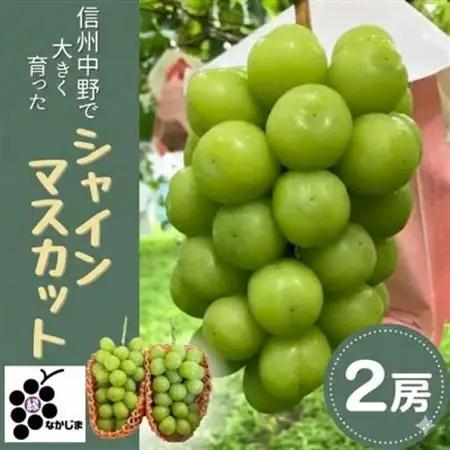シャインマスカット　2房セット(約1.0kg)【配送不可地域：離島】【1492854】