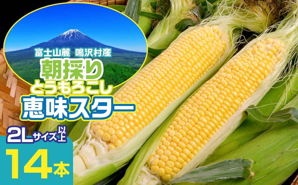 
            【2026年7月～発送】富士山麓 鳴沢村産 朝採り とうもろこし【恵味スタ－】14本 ふるさと納税  山梨県 鳴沢村 送料無料 NSH004
          