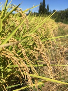 ＜白米＞コシヒカリ10kg 農薬不使用 化成肥料不使用 除草剤不使用【039-07】