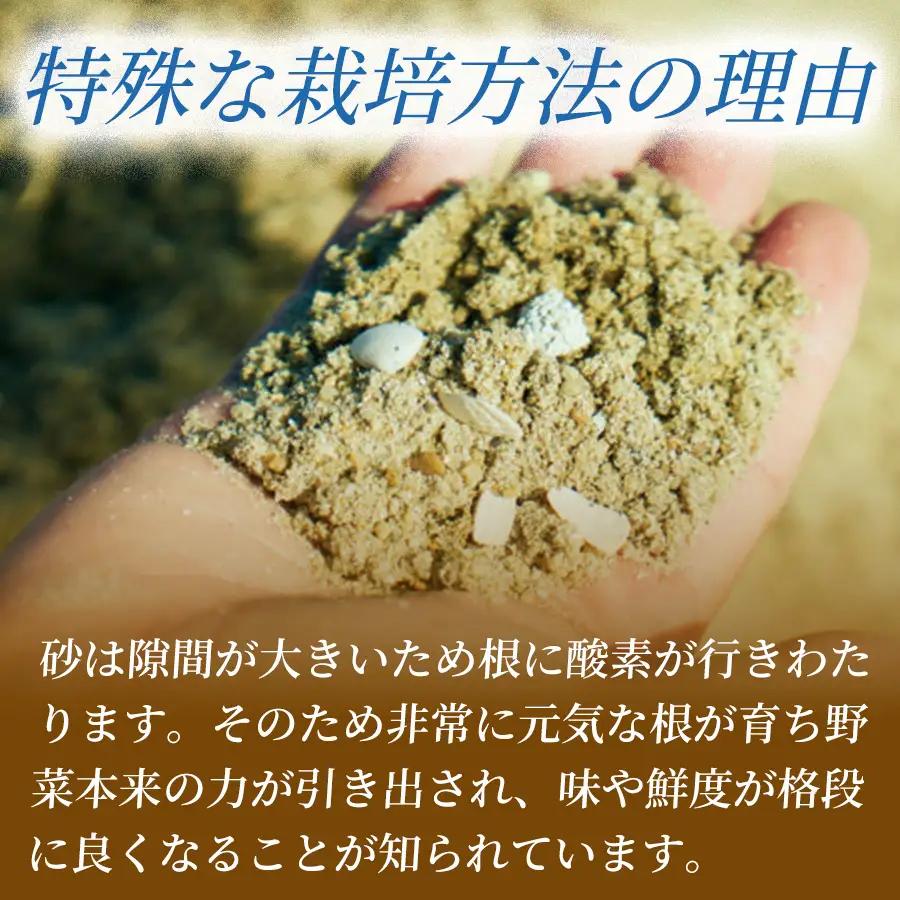 フリルレタス「海すなレタス」3個入り×1箱×定期便2回お届け【B698】