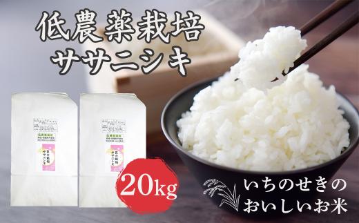 【新米先行予約】令和7年産 新米 低農薬栽培 ササニシキ 20kg【精米】