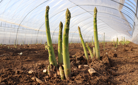 【令和8年産】アスパラガス グリーンアスパラ 1.5kg Lサイズ アスパラ 野菜 北海道 上富良野町 ふらの農業協同組合