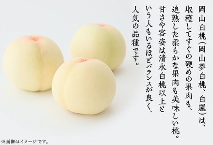 【ご家庭用】岡山白桃「岡山夢白桃もしくは白麗」5～7玉