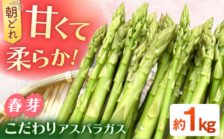 【先行予約】甘くやわらか！こだわり 春芽 アスパラガス 約1kg 【ふぁふぁふぁーむ】 アスパラ 朝採り 新鮮 野菜 [ICS001]