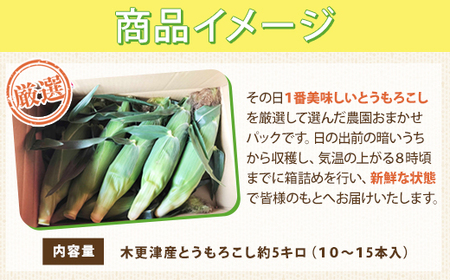 【先行予約】木更津産とうもろこし　農園おまかせパック約5キロ（１０～１5本入） KCN001
