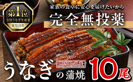 鹿児島県産 うなぎ 蒲焼 (1尾あたり136g～155g×10尾、タレ・山椒付き) 【西日本養鰻】D34