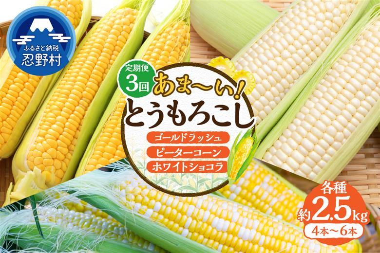 ＼＼★セレクト定期便(月3回お届け)★ 2026年先行予約／／ 富士北麓忍野村の気候、水、自然で作られた朝採りトウモロコシ（セレクト便）《約2.5kg 4～6本》