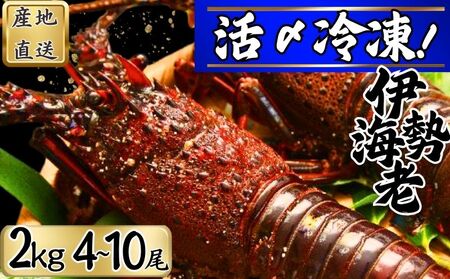 【漁師直送／活〆冷凍】 冷凍 伊勢海老 （２kg／４〜１０尾） 海老 海老 海老 海老 海老 仲野水産			 				