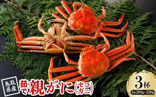 【先行予約】鳥取県産 活 親がに(セコガニ)200～230g×3杯 2025年12月発送【配送不可地域：離島・北海道・沖縄県・東北・信越、北陸】