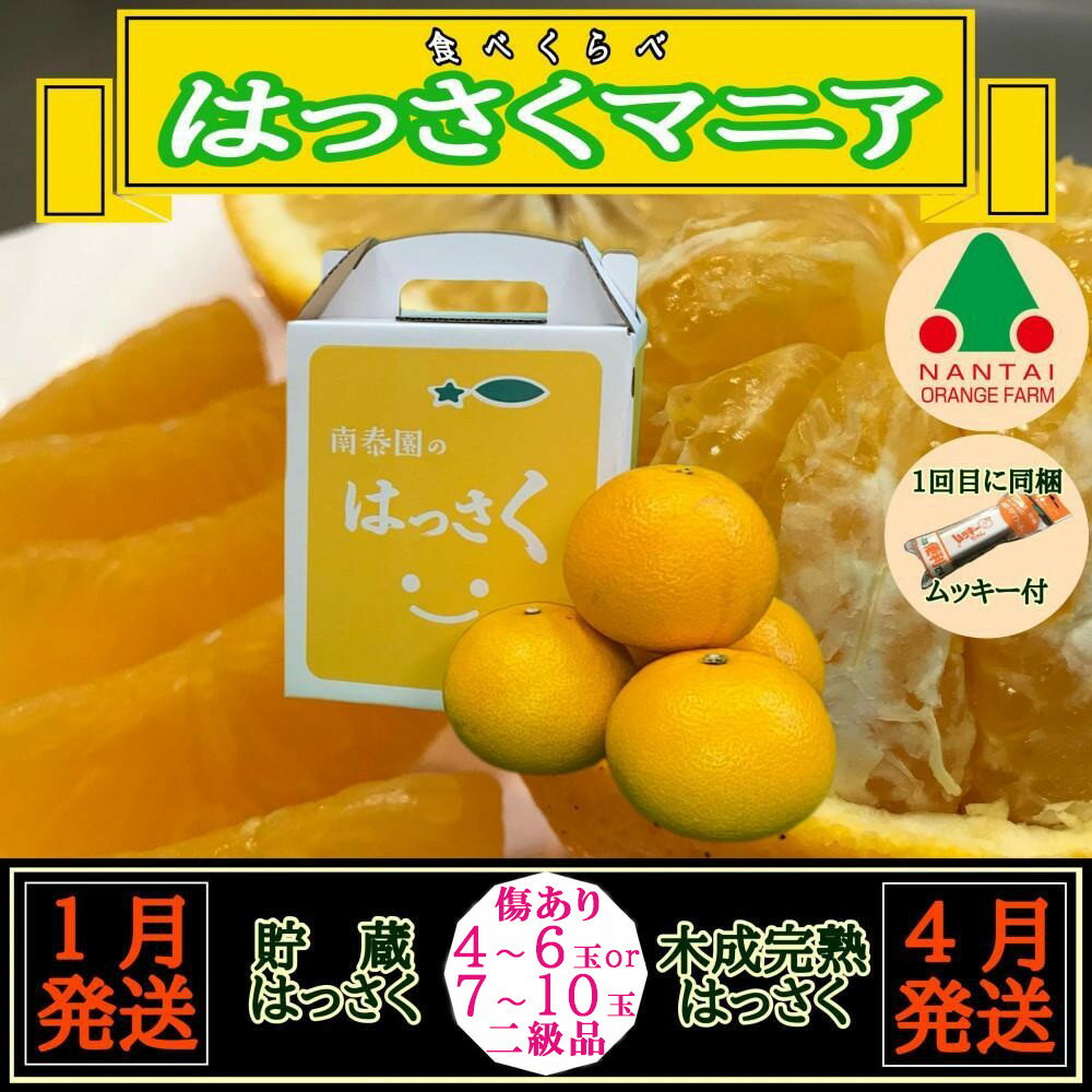 【ふるさと納税】【選べる容量】1・4月発送 全2回 定期便 はっさく マニア 貯蔵 ＆ 木成完熟 傷あり 二級品［4 ～ 6玉 or 7 ～ 10玉］和歌山 有田 南泰園 | 柑橘 フルーツ 果物 くだもの 食品 人気 おすすめ 送料無料