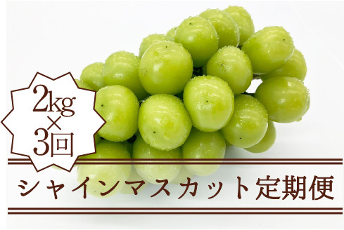 
            【定期便】シャインマスカット定期便 約2.0kg×3回【2025年発送】（KSB）F5-101【シャインマスカット 葡萄 ぶどう ブドウ 令和7年発送 期間限定 山梨県産 甲州市 フルーツ 果物】
          