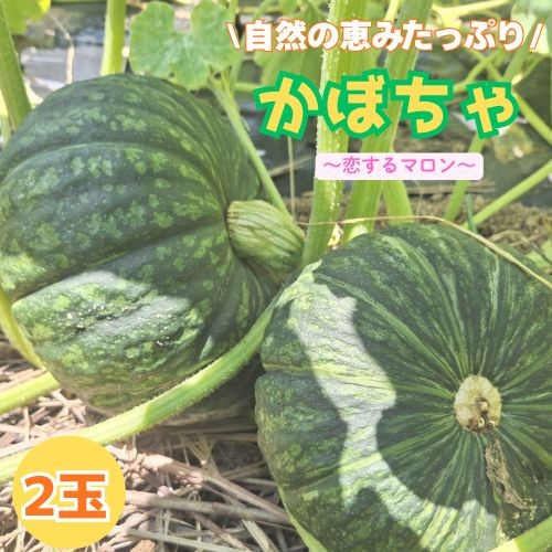 
                  130005　高知の自然の恵みたっぷりこだわりかぼちゃ【恋するマロン】2玉
                