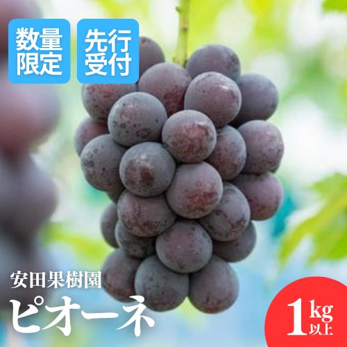 【ふるさと納税】No.2610ぶどう　ピオーネ約1kg以上【2025年発送】