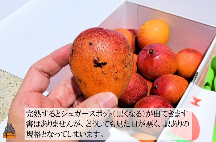 糖度が高く、完熟していますので、シュガースポット（黒くなる現象）などもあります。