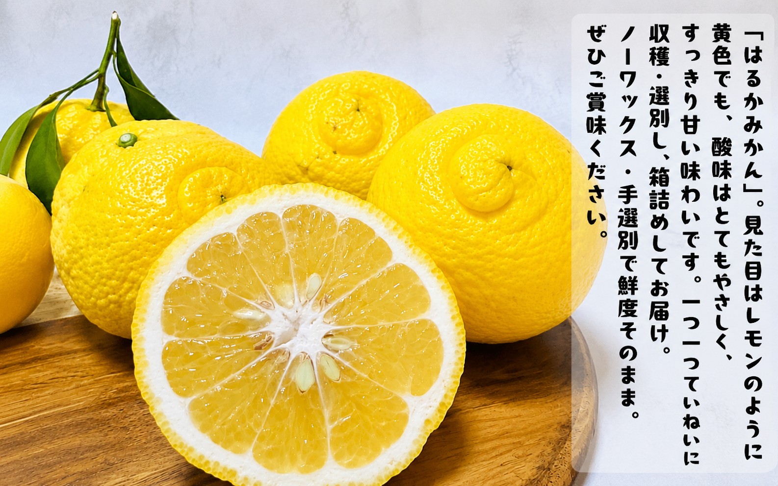 【先行予約】【人気柑橘】有田育ちの はるか みかん（訳あり 家庭用）約1kg+200g(傷み補償分) ※2027年1月下旬～3月下旬に順次発送予定 ※着日指定不可【ard251】