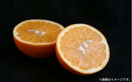 瀬戸内 紅八朔 約5kg（15個程度） 【2027年2月以降発送】