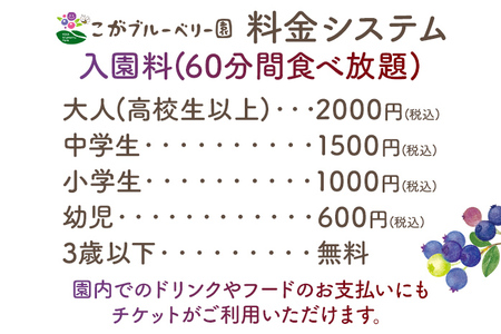 ブルーベリー狩り体験チケット こがブルーベリー園 体験 ブルーベリー狩り フルーツ狩り 食べ放題 ぶるーべりー チケット 古賀市